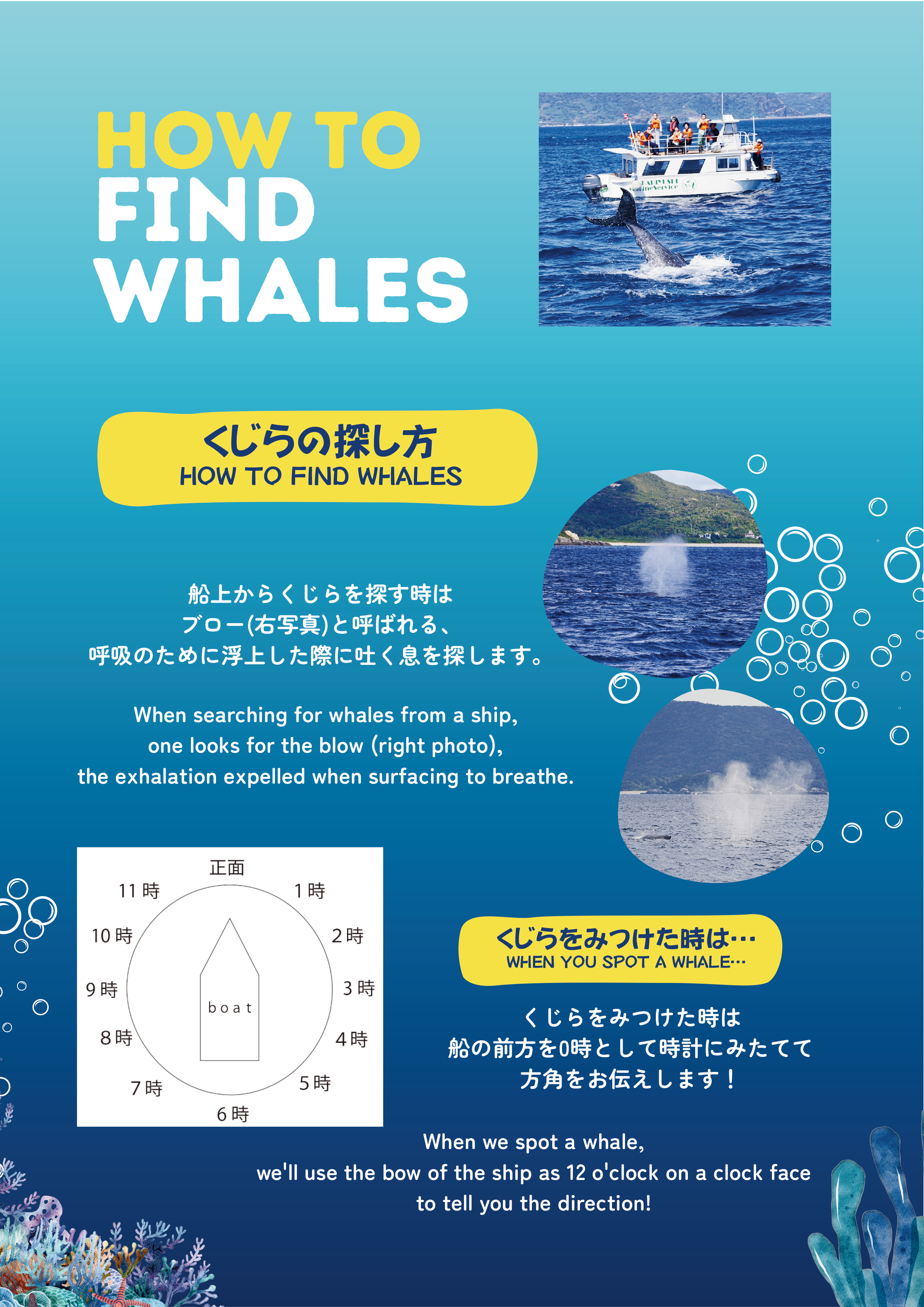 ホエールウォッチング注意事項